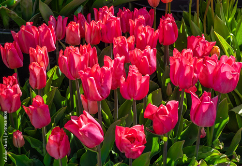 a closeup image  of a group of blooming red tulip  plants