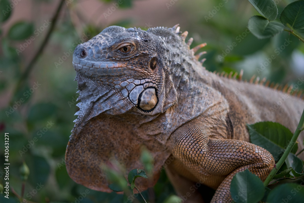 Obraz premium iguana on tree