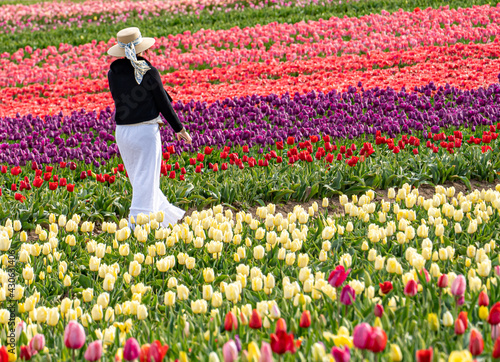 A asian woman standing in front of a colorful tulip fiels near Woodburn Oregon