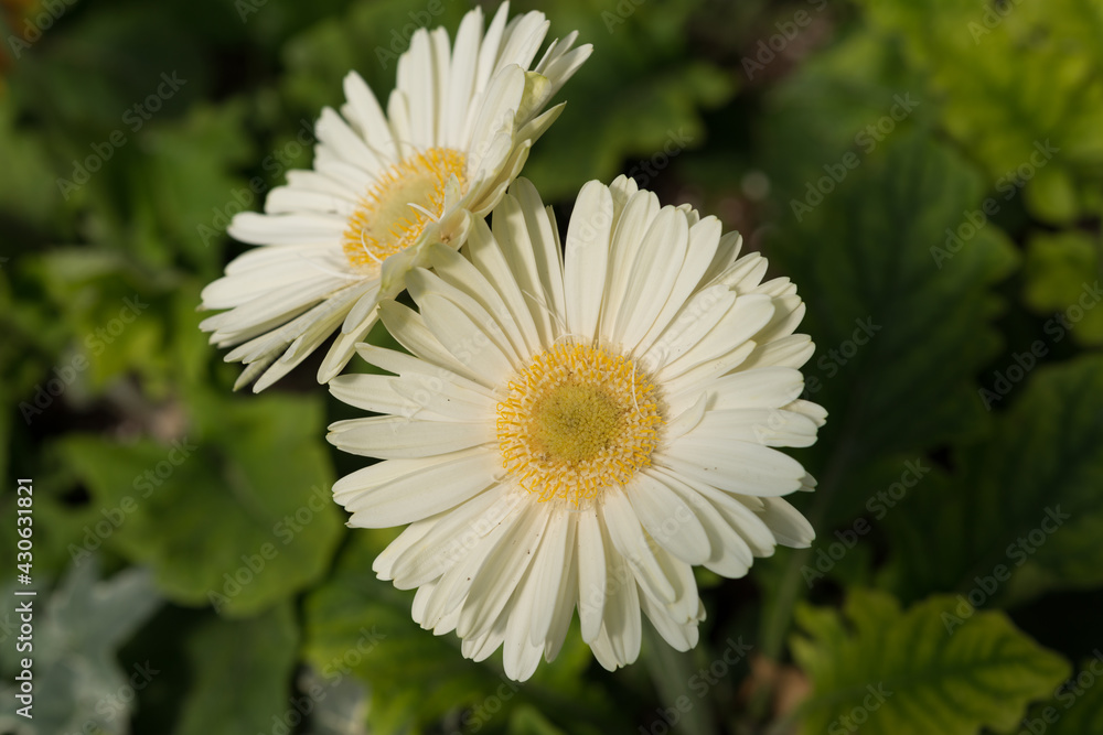 Fototapeta premium close up of ivory-white gerbera daisies