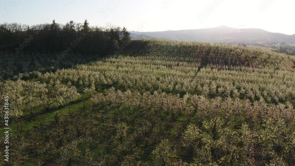 Apple Orchard Blossoms in Spring Hood River County, Oregon Drone Aerial View Apple Orchard Blossoms in Spring Hood River County, Oregon Drone Aerial View