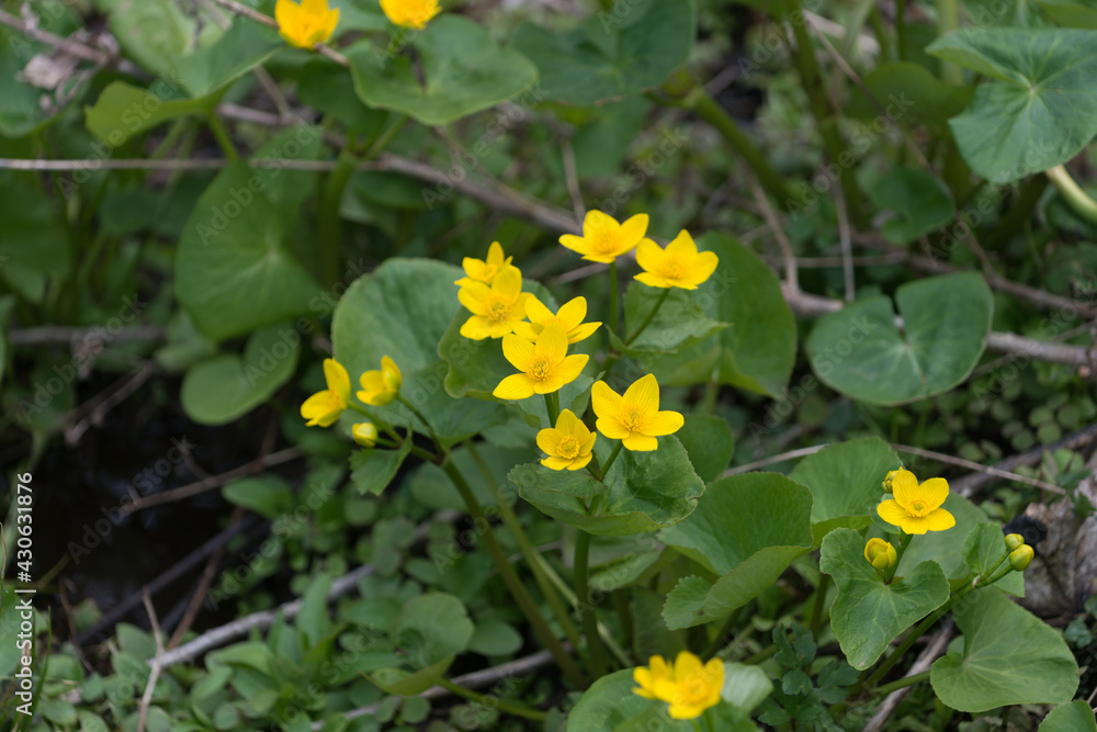 Fototapeta premium caltha palustris, marsh-marigold, or kingcup close up