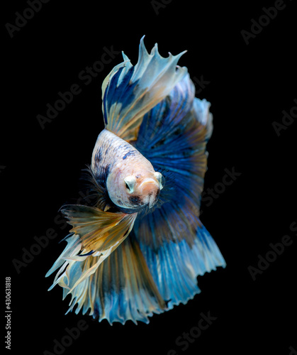 Colorful with main color of blue and pink betta fish. Fish also look to camera during swim. Siamese fighting fish was isolated on black background.