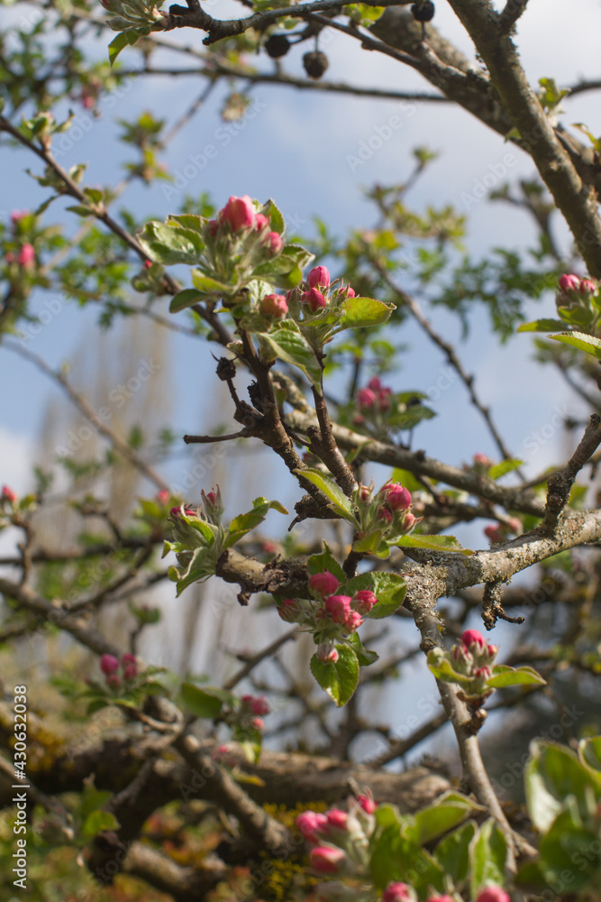 old branches of pink flowering buds of apple tree, springtime old branches of pink flowering buds of apple tree, springtime
