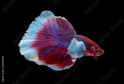Colorful with main color of red and pink betta elephant ear fish, Siamese fighting fish was isolated on black background.