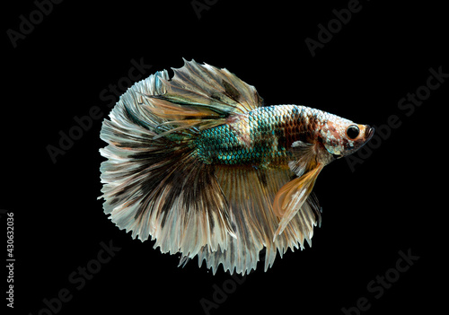 Colorful with main color of green, yellow and white betta fish look like solider style, Siamese fighting fish was isolated on black background. Fish also action of turn head in right direction.