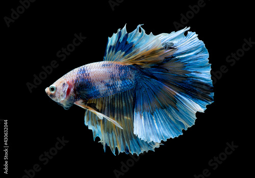 Colorful with main color of blue and pink betta fish, Siamese fighting fish was isolated on black background. Fish also action of turn head in left direction during swim.