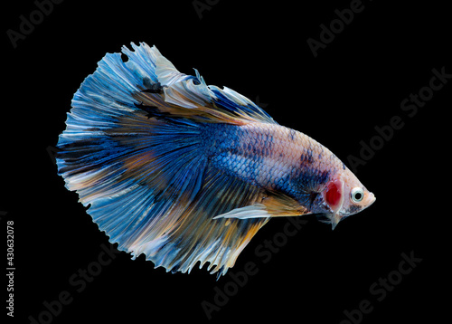Colorful with main color of blue, yellow and pink betta fish, Siamese fighting fish was isolated on black background.