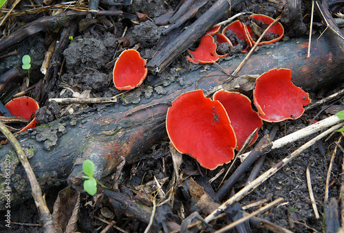 Sarcoscypha coccinea in early spring