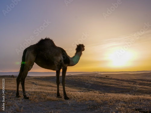 Camel standing on Desert land at Sunrise  with mild flare. 