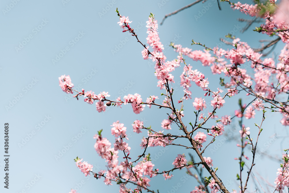 Selective focus of beautiful branches of Cherry blossoms on the tree under blue sky, Beautiful Sakura flowers during spring season in the park, Flora pattern texture, Nature floral background. Selective focus of beautiful branches of Cherry blossoms on the tree under blue sky, Beautiful Sakura flowers during spring season in the park, Flora pattern texture, Nature floral background.
