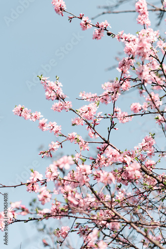 Selective focus of beautiful branches of Cherry blossoms on the tree under blue sky, Beautiful Sakura flowers during spring season in the park, Flora pattern texture, Nature floral background. © Дарья Фомина