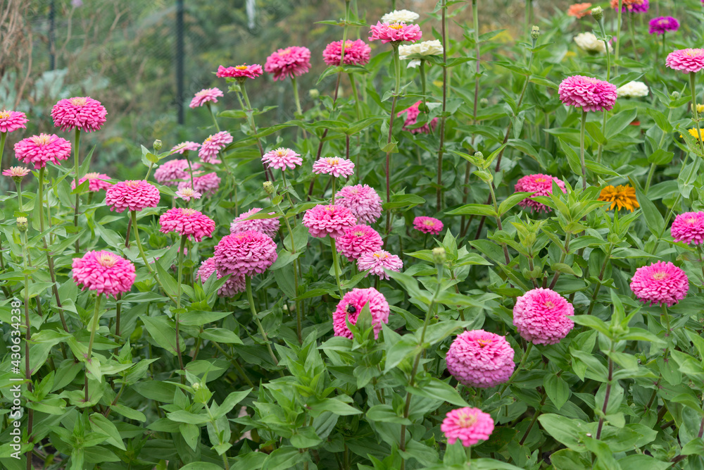 various shades of pink zinnia (Asteraceae, Heliantheae) grow robustly in garden bed various shades of pink zinnia (Asteraceae, Heliantheae) grow robustly in garden bed