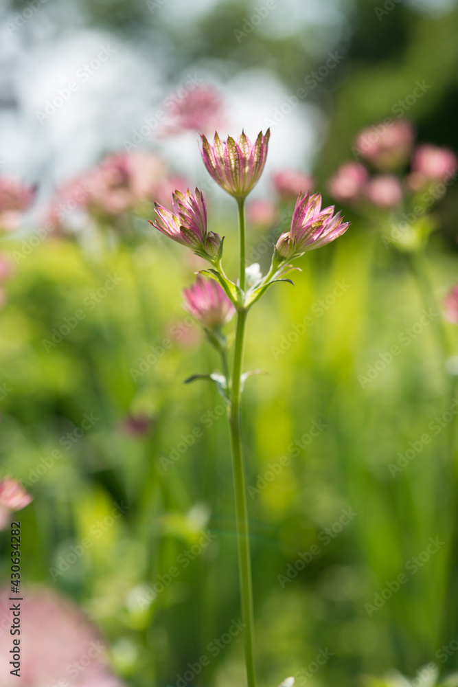 astrantia major 'roma' (great masterwort) in a garden, daylight, bokeh green background astrantia major 'roma' (great masterwort) in a garden, daylight, bokeh green background