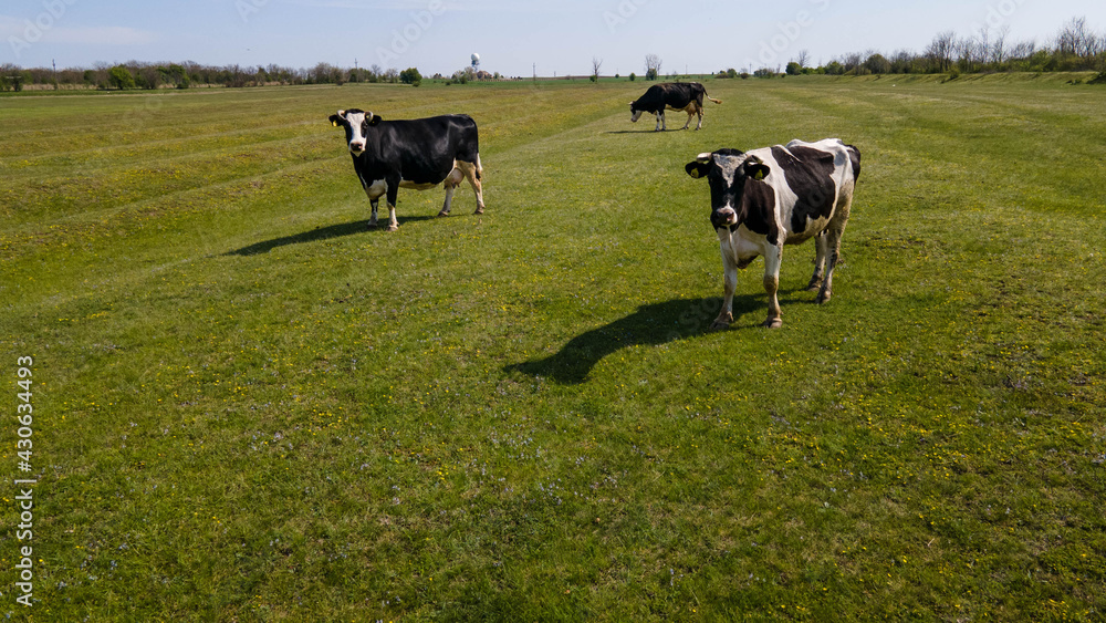 Aerial view of a black and white cow grazing on a green field in Europe. Herd of cows grazing from above on a green pasture. aerial view of cows on green pasture Aerial view of a black and white cow grazing on a green field in Europe. Herd of cows grazing from above on a green pasture. aerial view of cows on green pasture