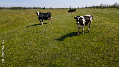 Aerial view of a black and white cow grazing on a green field in Europe. Herd of cows grazing from above on a green pasture. aerial view of cows on green pasture