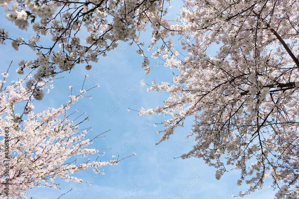 cherry blossom trees in bloom against a blue sky