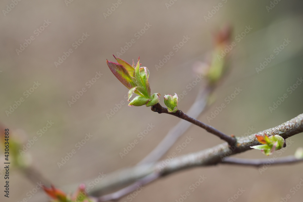 bird cherry, prunus padus spring buds and leaves selective focus bird cherry, prunus padus spring buds and leaves selective focus