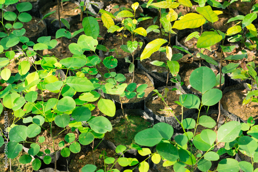 Siamese Rosewood sprout growth in the plant nursery of tropical forest in Asia Siamese Rosewood sprout growth in the plant nursery of tropical forest in Asia
