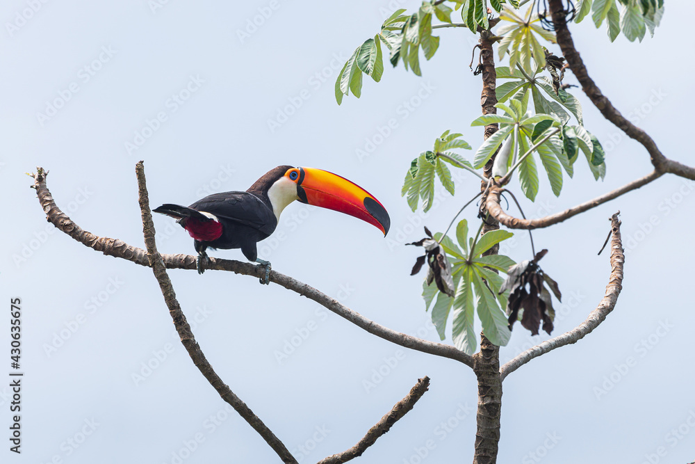 Brazilian toucan bird on a tree branch of the Cerrado Mineiro of Minas Gerais state. Bird with a long orange beak with a black spot on tip, white neck and black feathers. Brazilian toucan bird on a tree branch of the Cerrado Mineiro of Minas Gerais state. Bird with a long orange beak with a black spot on tip, white neck and black feathers.