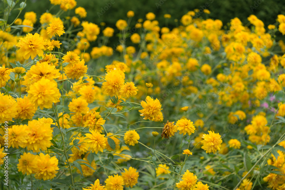 field of yellow rudbeckia double flowers field of yellow rudbeckia double flowers