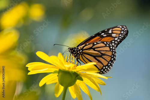 monarch butterfly on a silphium perfoliatum, cup plant, cup-plant (asteraceae) © eugen