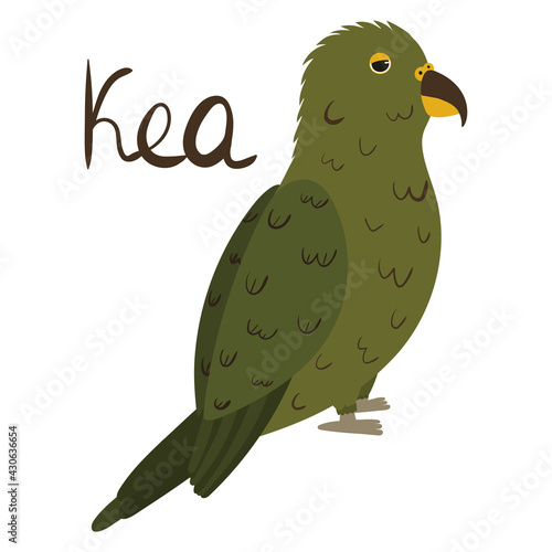 Kea parrot in cartoon style on white background. Vector hand drawn illustration. Nestor notabilis.