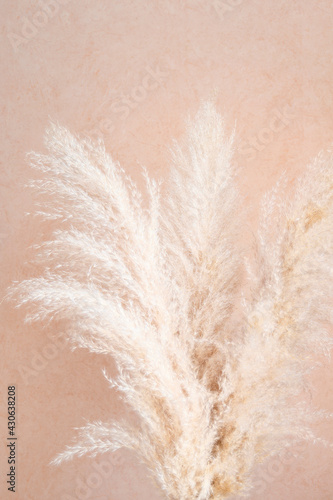 Pampas grass in a wicker vase on beige background. Cortaderia selloana. Front view.