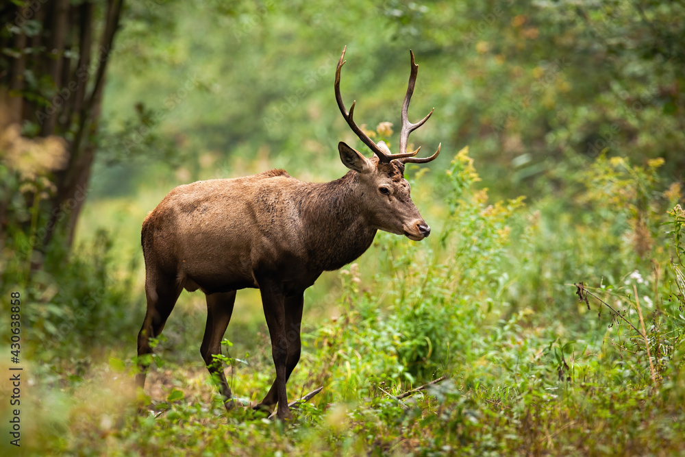 Red deer walking in riparian forest in autumn nature Red deer walking in riparian forest in autumn nature