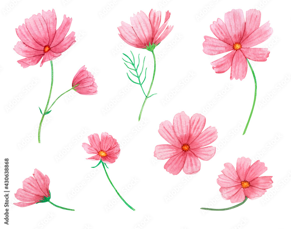 Watercolor set of pink summer flowers isolated on a white background. Hand drawing, delicate soft colors. Cosmos flowers. Watercolor set of pink summer flowers isolated on a white background. Hand drawing, delicate soft colors. Cosmos flowers.