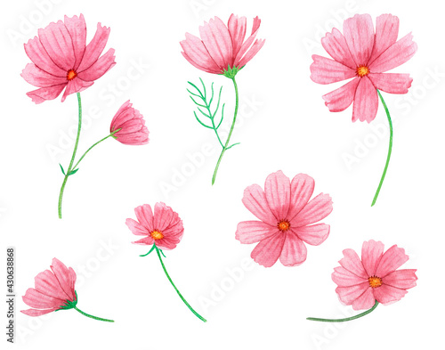 Watercolor set of pink summer flowers isolated on a white background. Hand drawing, delicate soft colors. Cosmos flowers. © Outlander1746