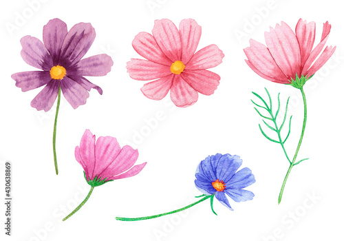 Watercolor set of multicolored summer flowers isolated on a white background. Hand drawing, delicate soft colors. Cosmos flowers.