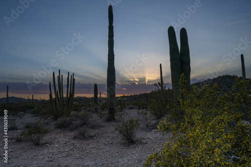 Sunset in the Organ Pipe Cactus National Monument 