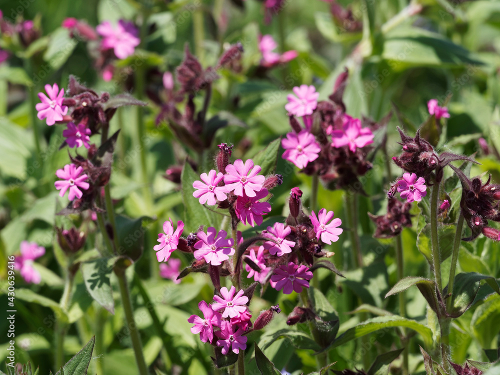 Touffe de fleurs en cymes paniculées de compagnon rouge ou silene dioica sur tiges florales velues Touffe de fleurs en cymes paniculées de compagnon rouge ou silene dioica sur tiges florales velues