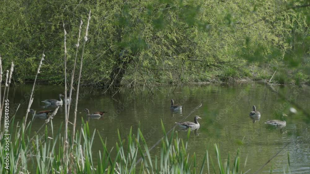 goose in nature reserve river goose in nature reserve river