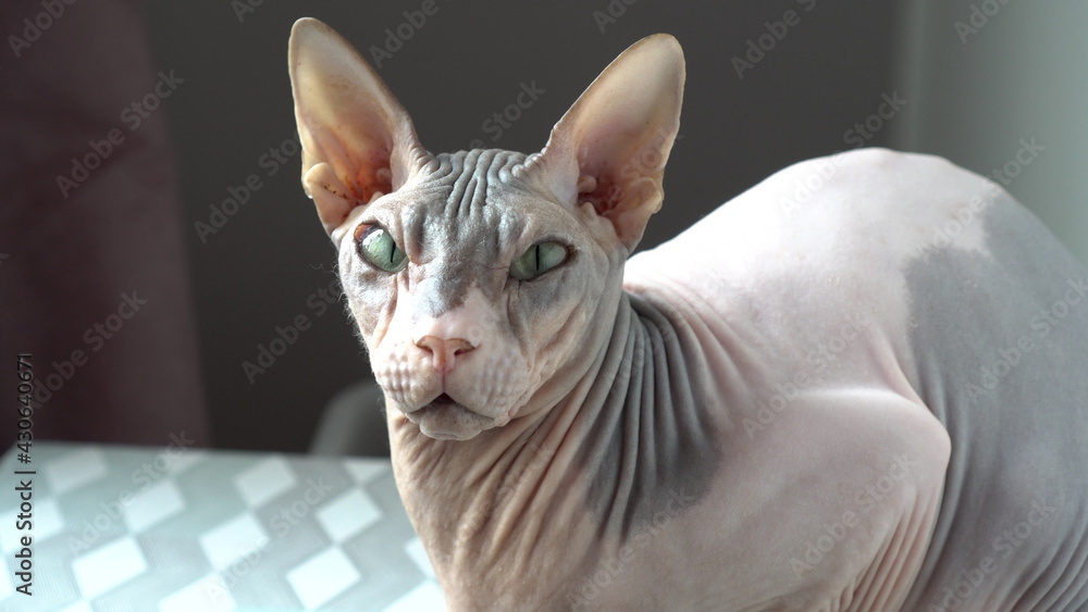 Sphynx cat looks at the camera. Bald cat close up.