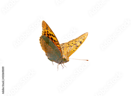 single butterfly flying on white background