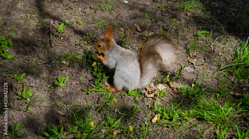 squirrel in the park