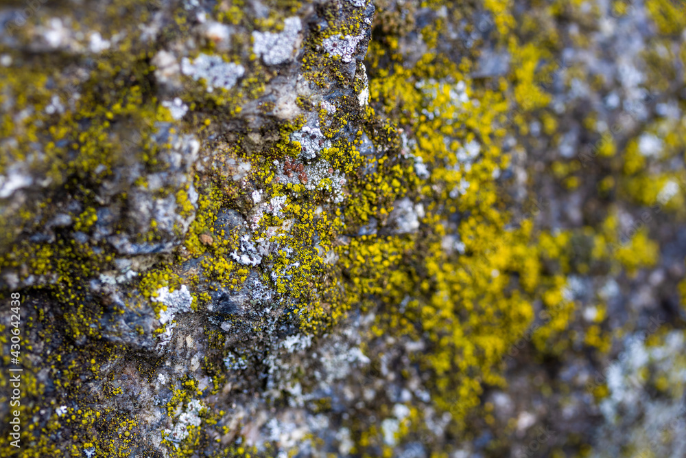 Obraz premium Lichen on a granite stone. A photo with a shallow depth of field. Natural abstract background.