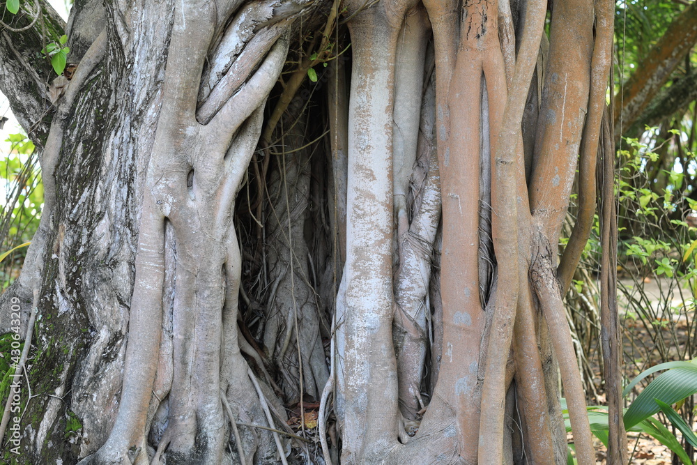 the roots of palm trees on a tropical island resort the roots of palm trees on a tropical island resort