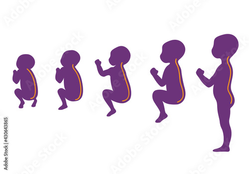Stages of development of the curvature of the child's spine