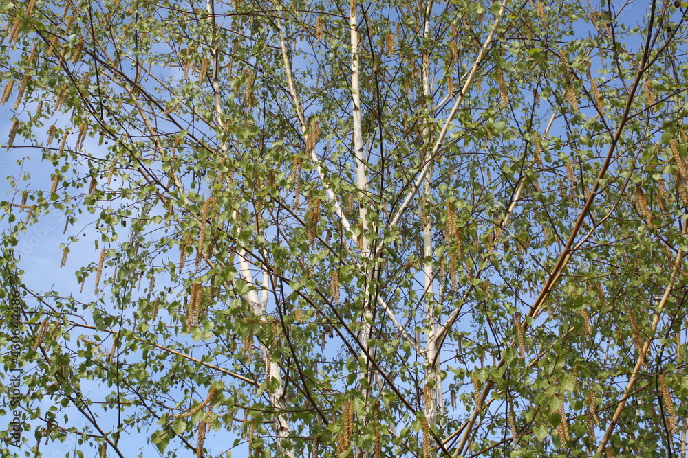 Obraz premium leaves against sky