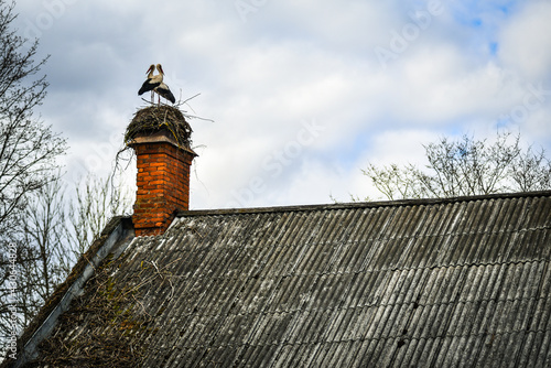 A family of two storks sitting in a nest built on the chimney of an old house