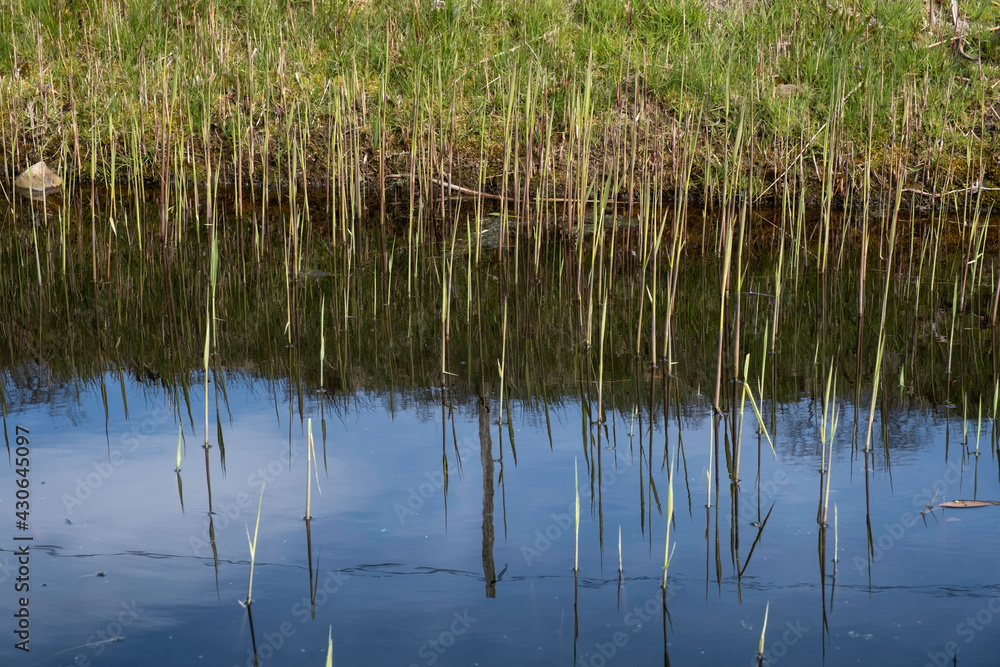 Grass and reeds at the edge of a pond are reflected in the water in spring Grass and reeds at the edge of a pond are reflected in the water in spring