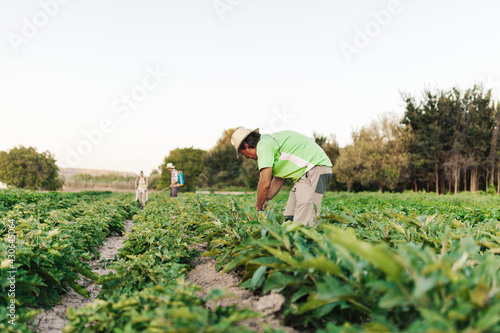 Man grower working and harvesting fresh black eggplant or aubergines in his harvest