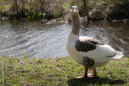 Greylag Goose walks in grass in front of a pond in a park in Oranjewoud, The Netherlands and turns its head and neck towards the camera photo