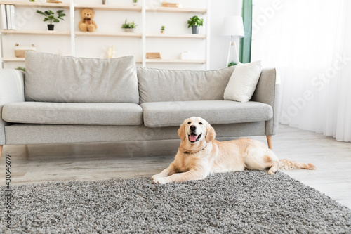 Portrait of cute labrador lying on the floor at home