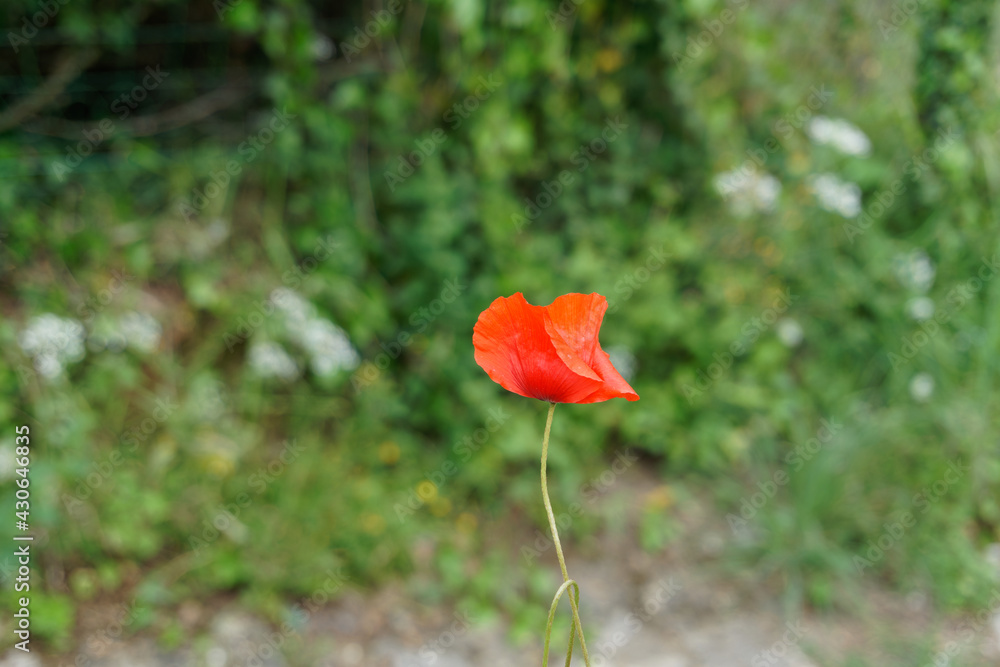 poppie poppie