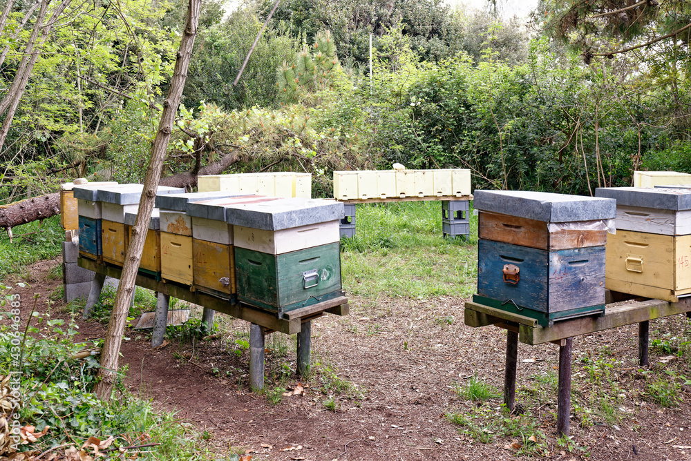 Some wooden bee hives in a garden Some wooden bee hives in a garden