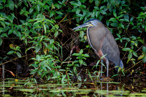 bare-throated tiger heron (Tigrisoma mexicanum) fishing in Cano Negro National Park in Costa Rica photo